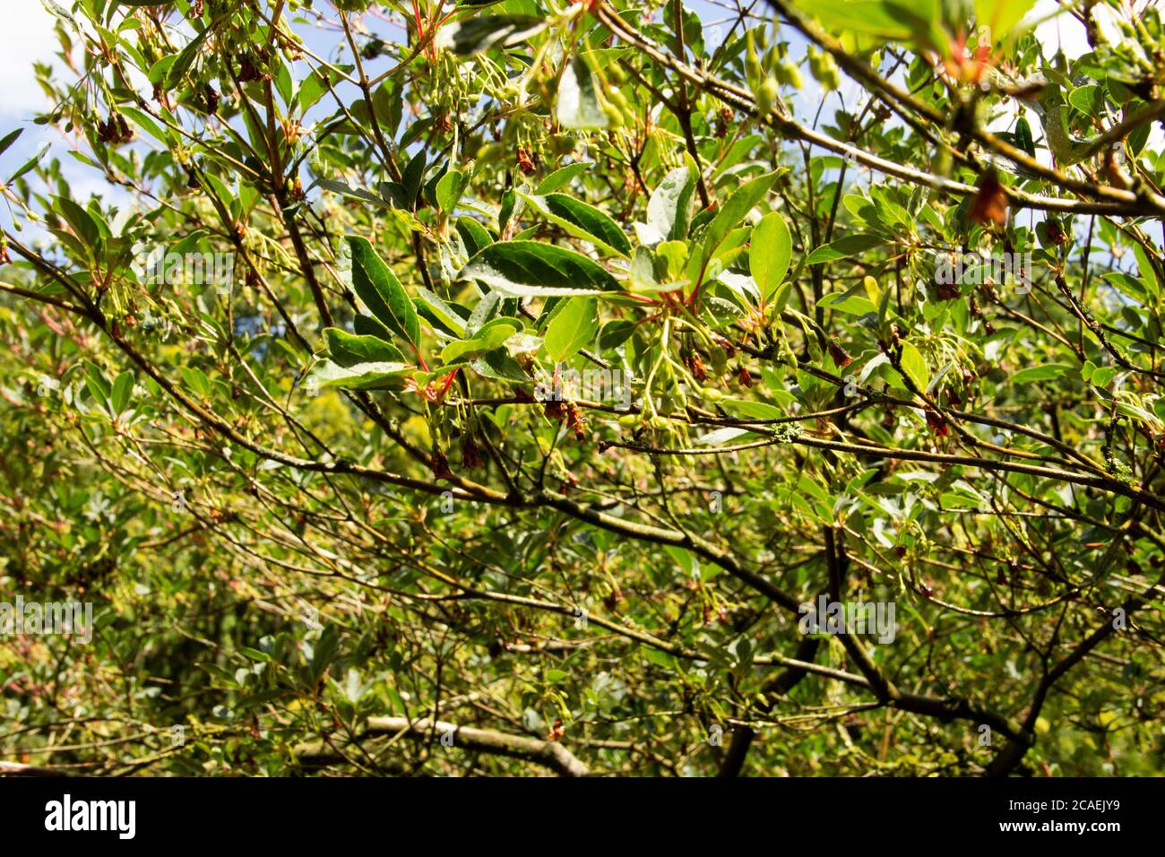 Vue sur les arbustes d'un enkianthus rougein. C'est nous comme un plan ornemental Banque D'Images