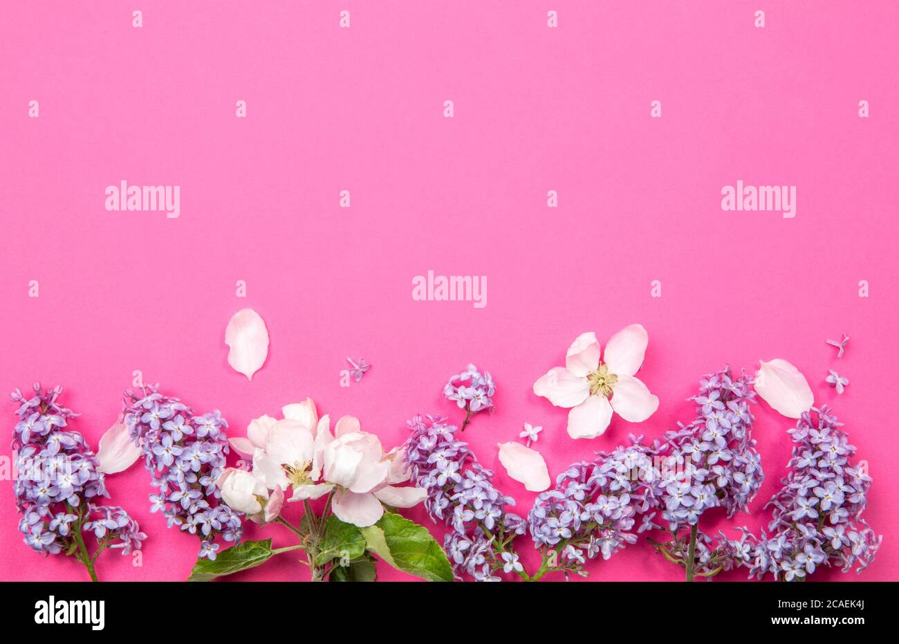 Vue à plat de l'arrière-plan du ressort. Bordure décorée de fleurs de lilas et de fleurs de pomme, avec beaucoup d'espace de copie. Banque D'Images