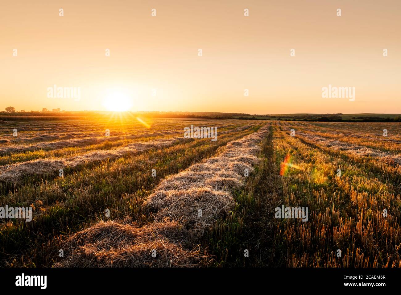 Coucher de soleil sur champ de blé avec paille de maïs. Contexte de l'agriculture Banque D'Images