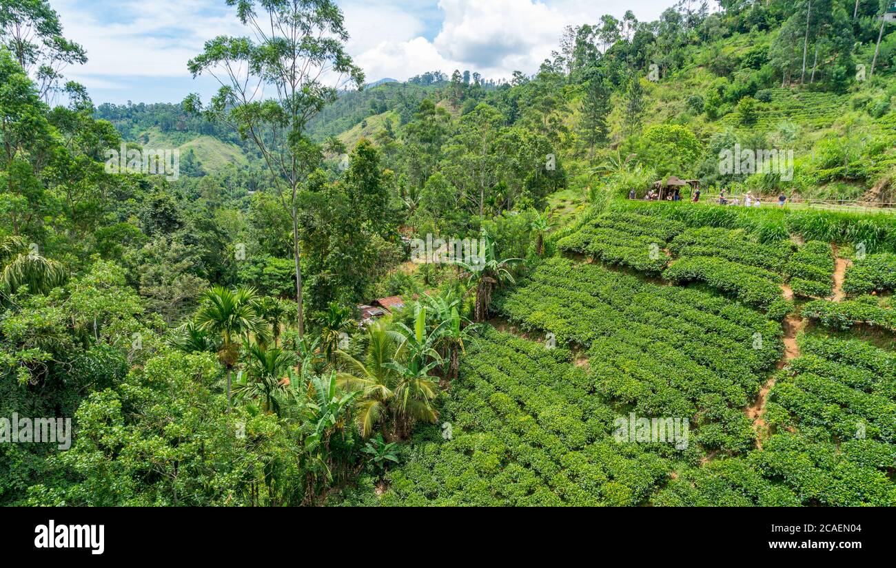 Vue depuis le pont de neuf arches dans les montagnes près d'Ella, Sri Lanka. Jungle et plantation de thé tout autour. Banque D'Images