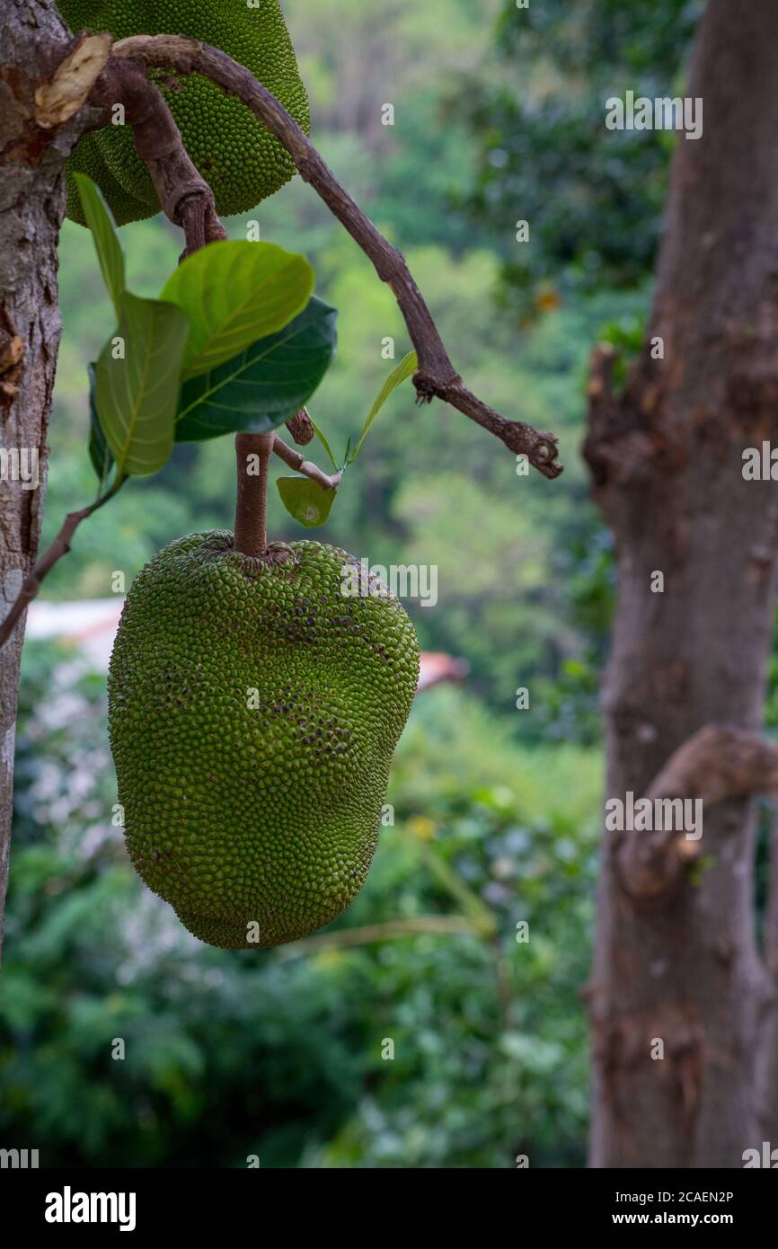 Gros plan d'un jackfruit sur un arbre, Ella, Sri Lanka Banque D'Images