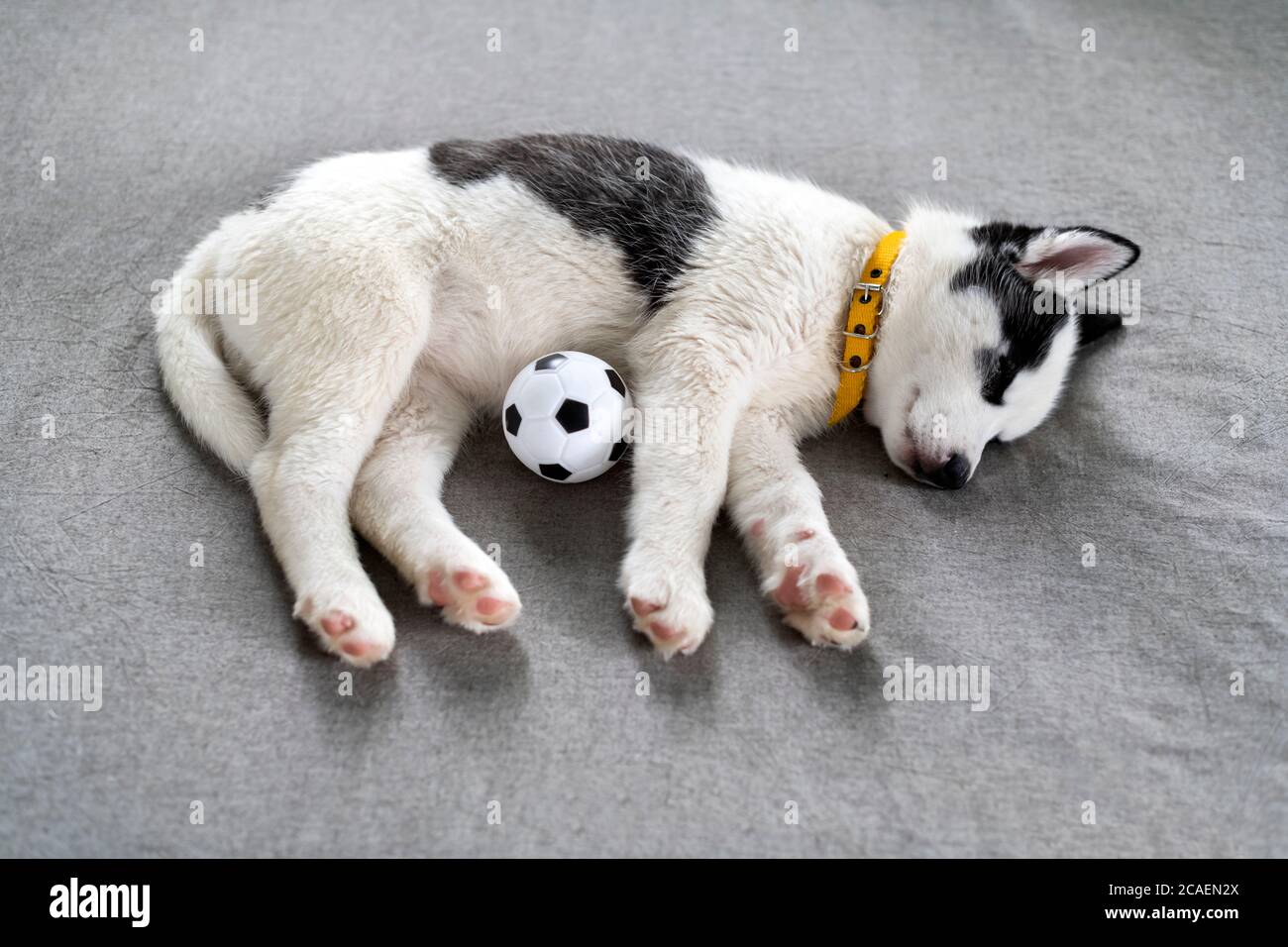 Un petit chien blanc chiot race husky sibérien avec de beaux yeux bleus se pose sur le tapis gris avec le jouet de balle. Photographie de chiens et d'animaux de compagnie Banque D'Images