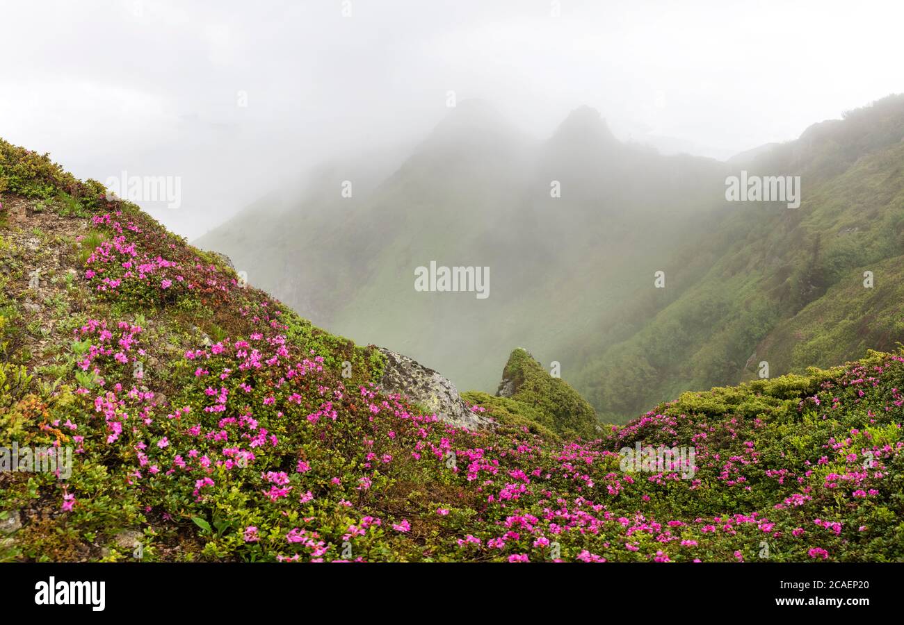 Les fleurs de Rhododendron couvraient la prairie des montagnes en été. Le brouillard et la brume enveloppent les sommets des montagnes. Photographie de paysage Banque D'Images