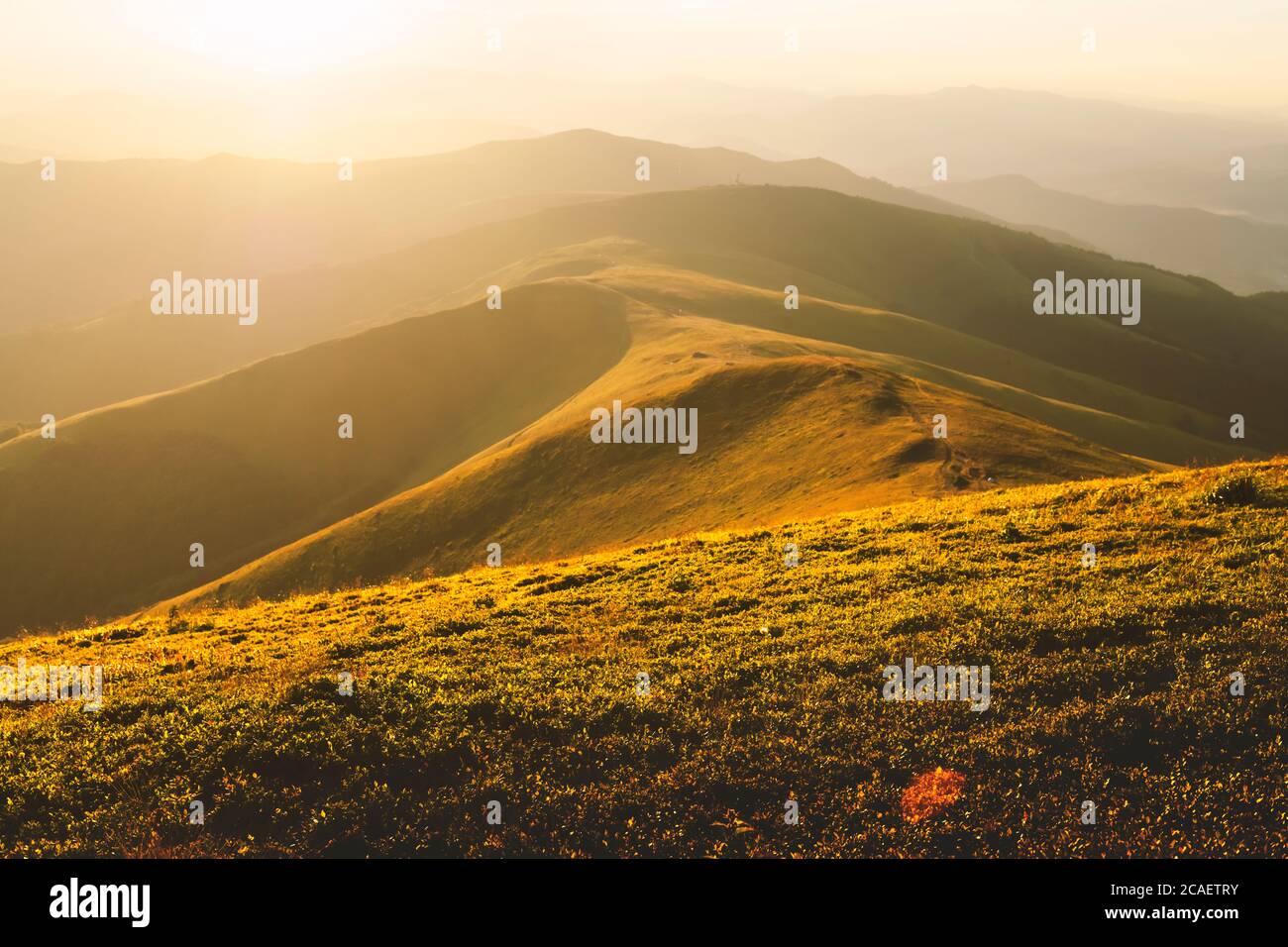 L'herbe jaune tremblant dans le vent dans les montagnes d'automne au lever du soleil. Carpates, l'Ukraine. Photographie de paysage Banque D'Images