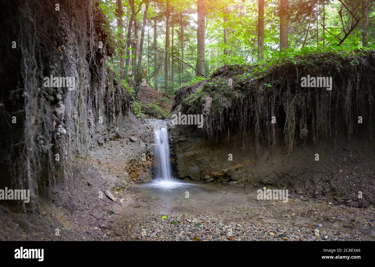 Ruisseau de montagne clair dans la forêt luxuriante. Scène sauvage avec de l'eau pure et des racines d'arbres. Arrière-plan de la nature Banque D'Images