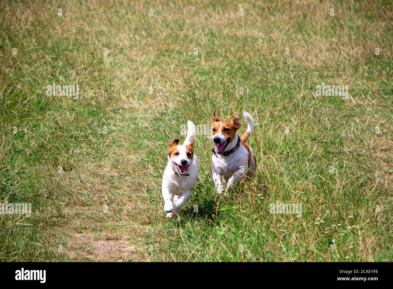 Les chiens heureux de la race Jack Russell Terrier marchent et courent dans la prairie, les chiens d'accouplement et l'élevage. Banque D'Images