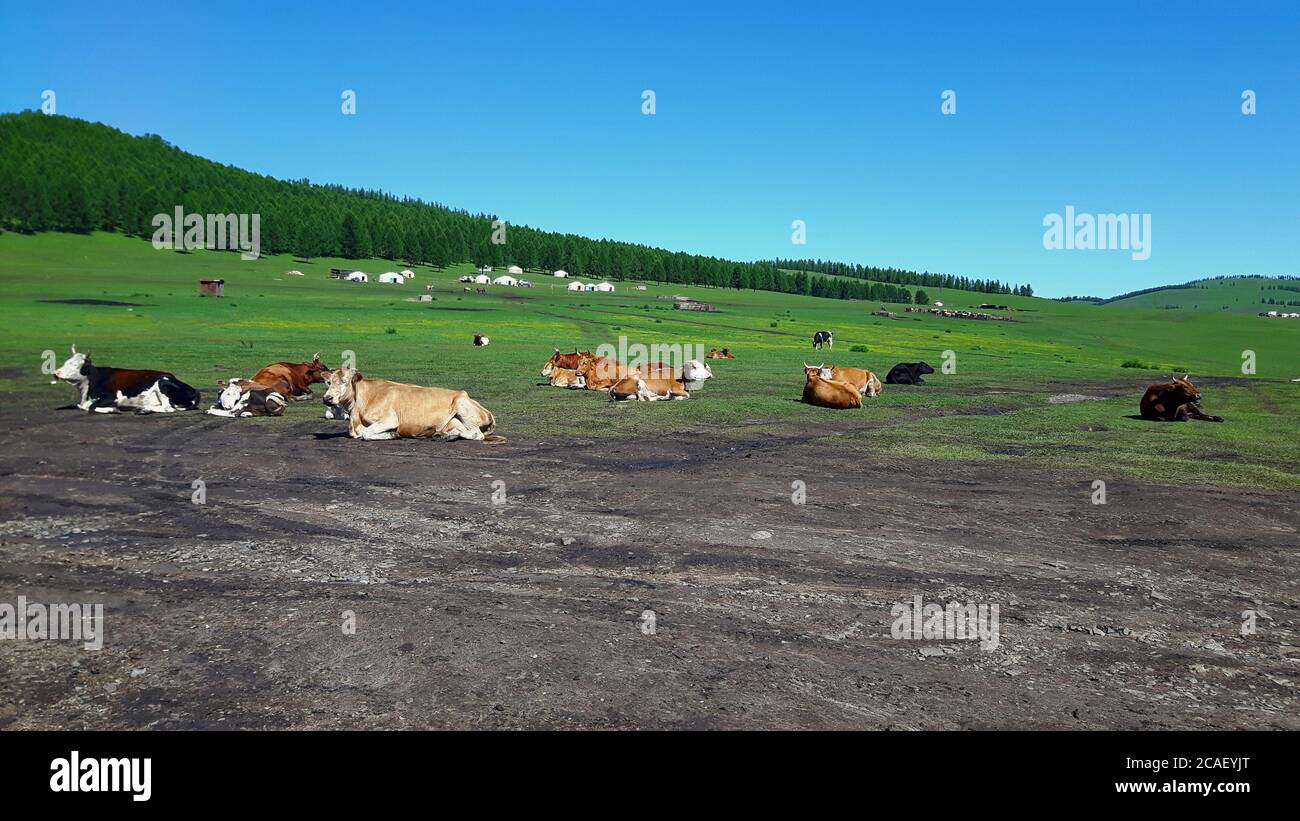 Un grand groupe de vaches appréciant le temps d'été avec Yourtes mongoles dans la distance Banque D'Images