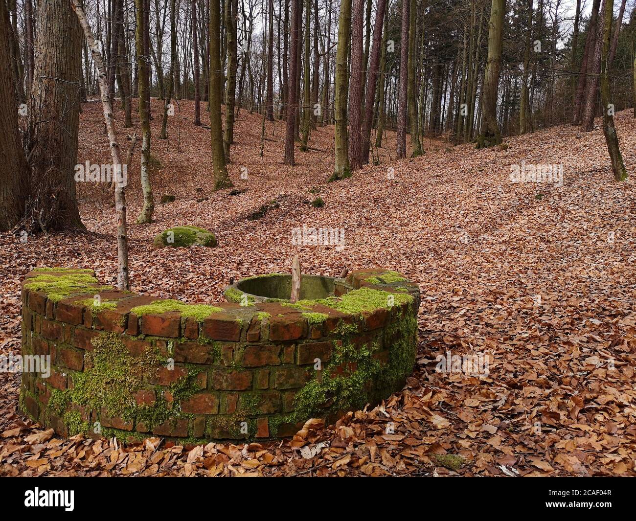 Vieille brique bien dans une forêt de pins en automne Banque D'Images