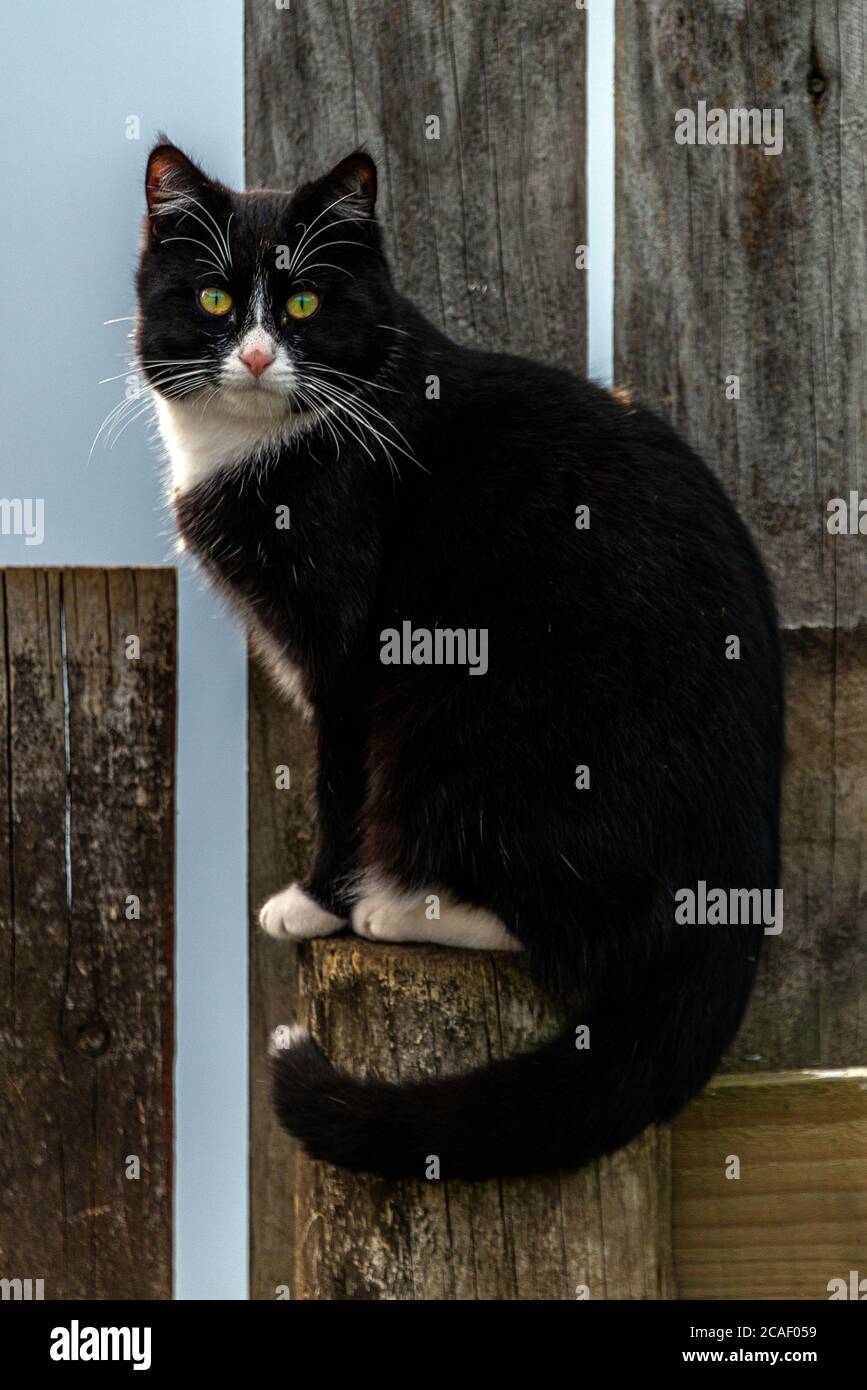 Vue portrait d'un chat domestique noir avec nez, collier et sous le ventre blancs dans un environnement extérieur, en regardant l'appareil photo Banque D'Images