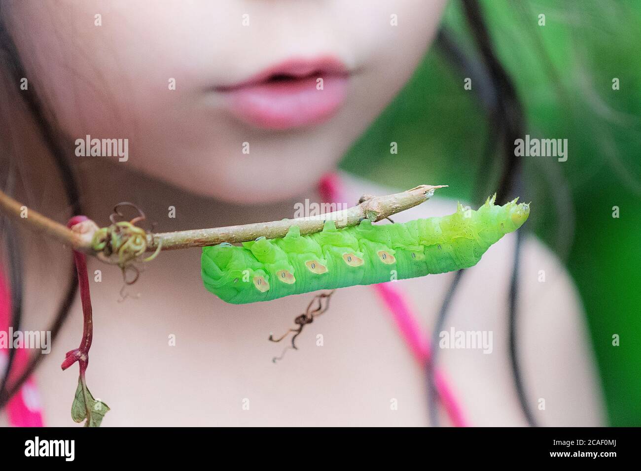 Enfant et Pandora Sphinx Moth caterpillar Banque D'Images