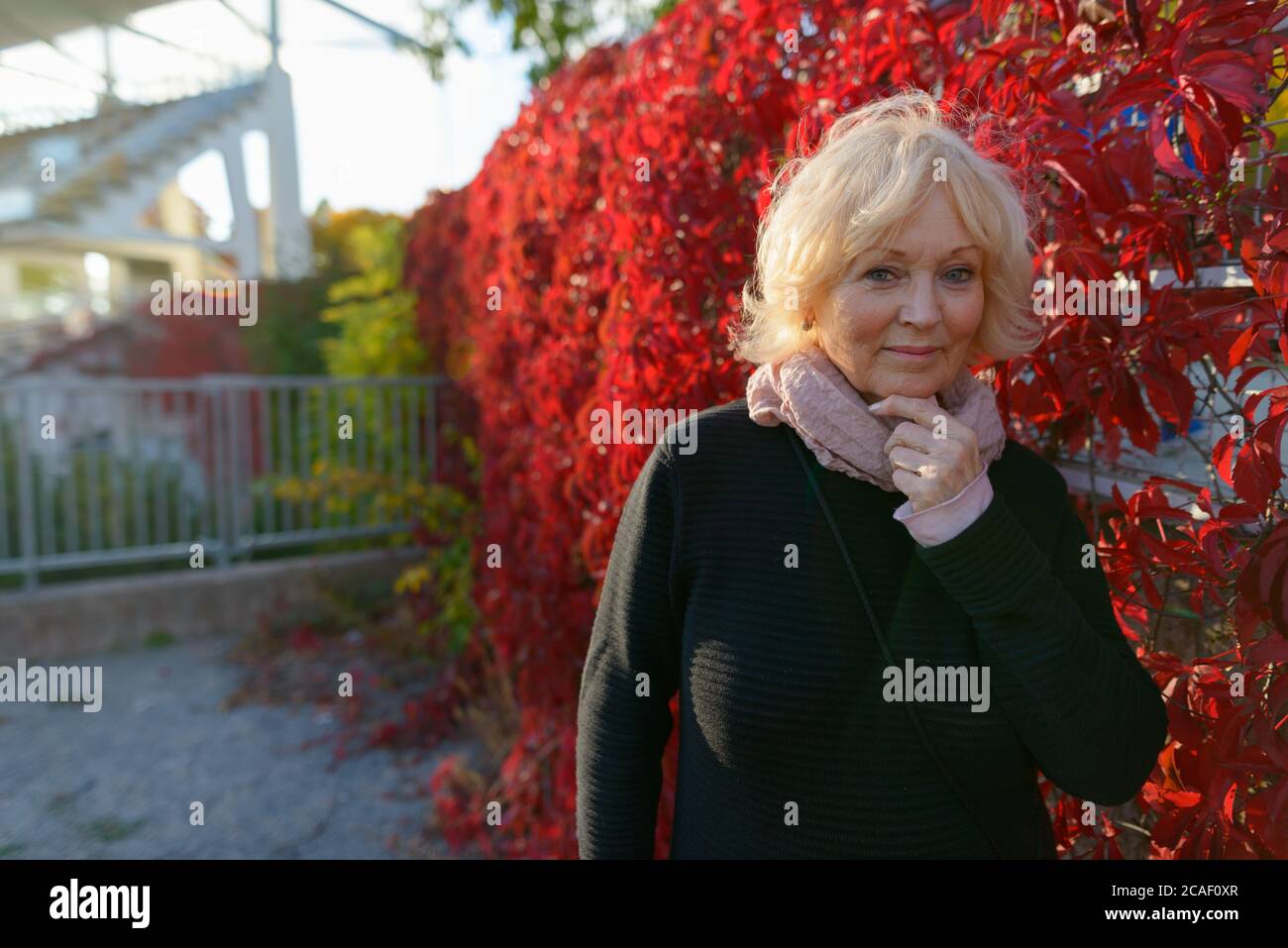Femme âgée tenant un foulard devant des plantes de super-réducteur rouges recouvrant la clôture Banque D'Images