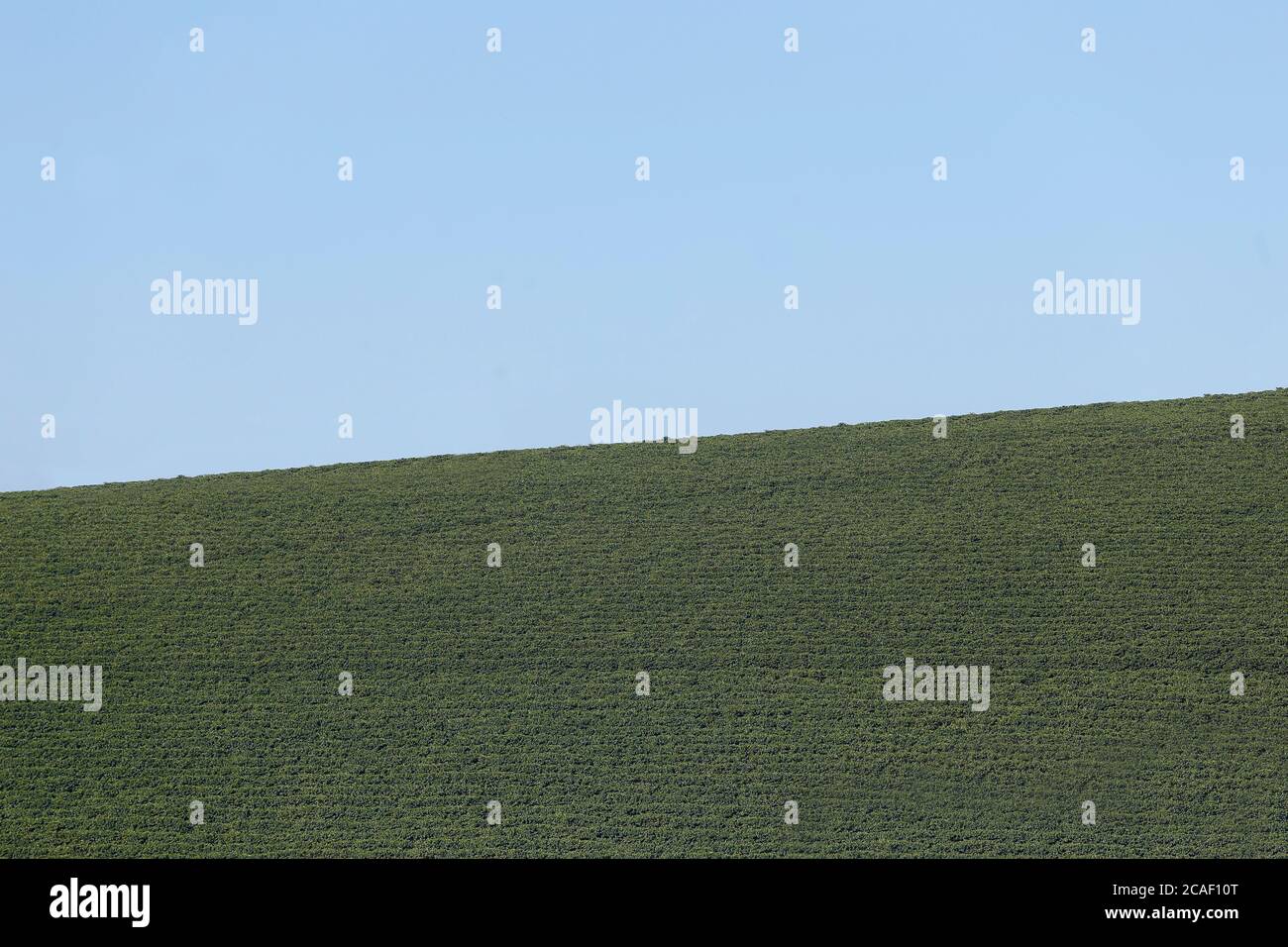 Ferme avec vue sur la plantation de café - Café à la ferme Brésil - Cafe do Brasil Banque D'Images