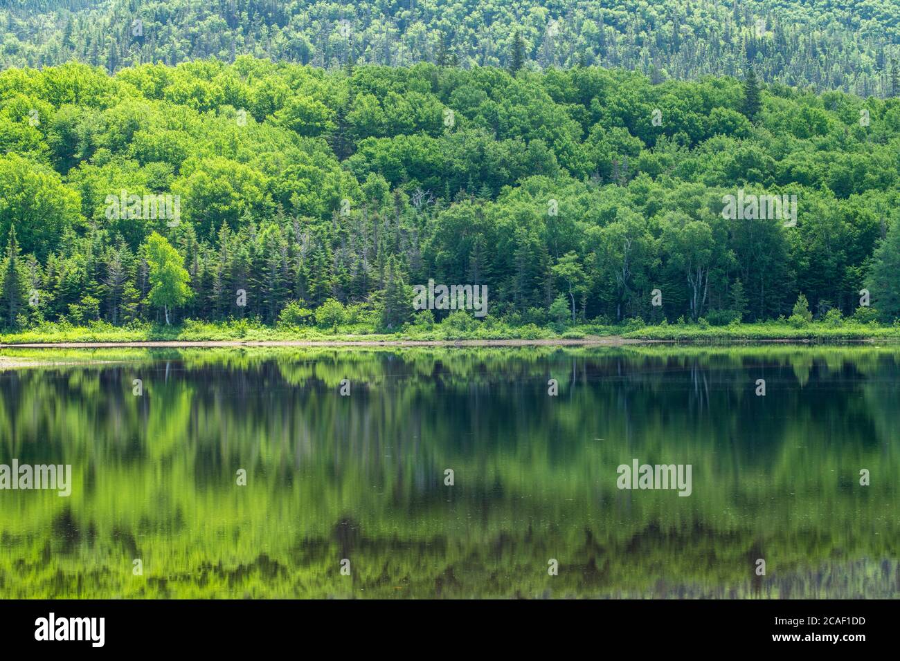 Réflexions forestières à l'étang Barachois, parc provincial de l'étang Barachois, Terre-Neuve-et-Labrador, T.-N.-L., Canada Banque D'Images