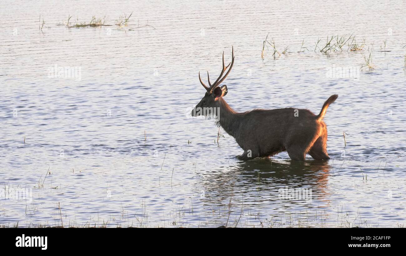 sambar cerf barboter dans le lac de tadoba à la réserve de tigres de tadoba andhari Banque D'Images