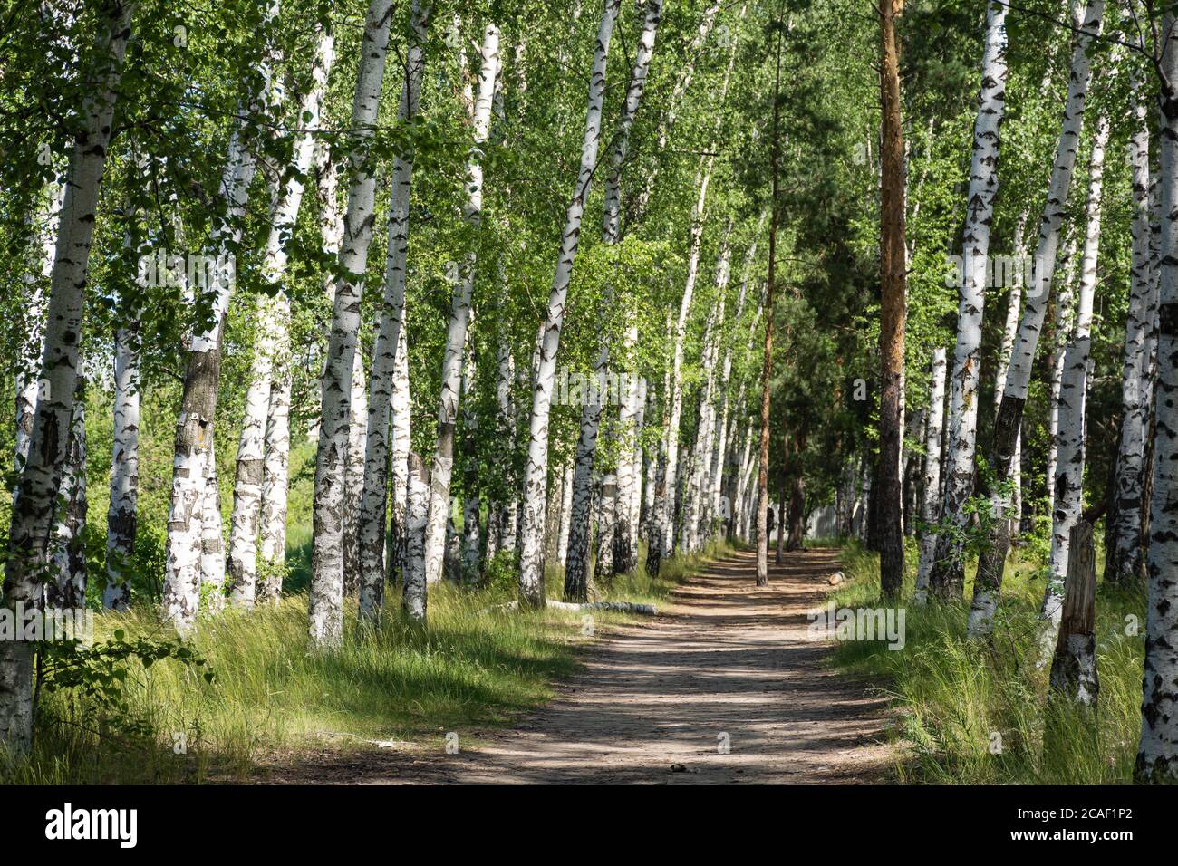 Belle allée de bouleau au début du printemps, paysage russe avec des oiseaux, forêt de bouleau de printemps. La composition horizontale. Banque D'Images