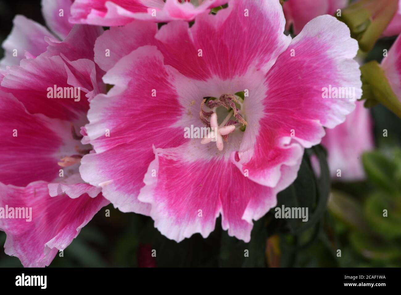 Une fleur rose et blanche de Clarkia Amoena ou de Farewell to Spring fleurit dans un jardin de l'île de Vancouver, Colombie-Britannique, Canada Banque D'Images