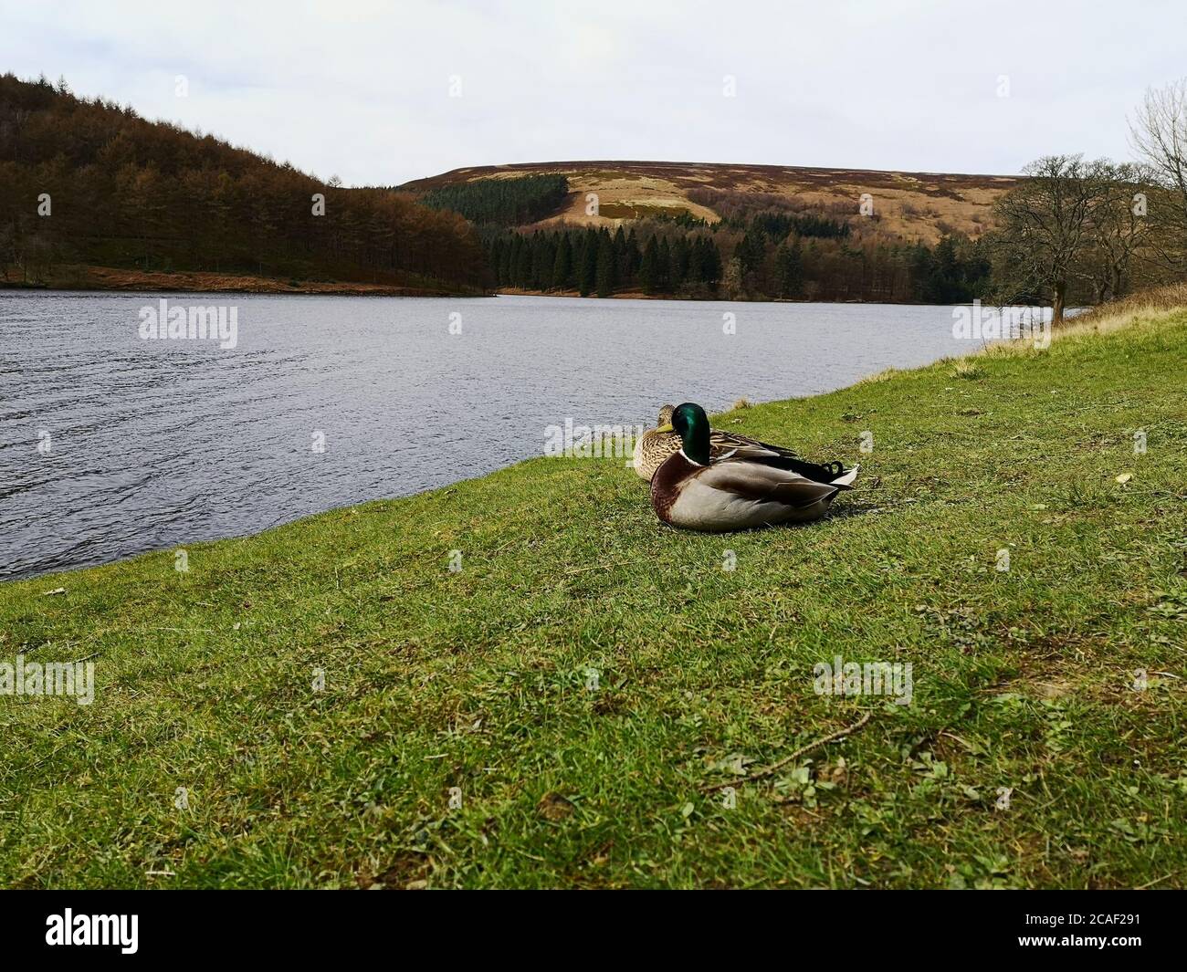 Un couple de canards doux tout juste en appréciant la vue sur le lac dans Peak-district Banque D'Images