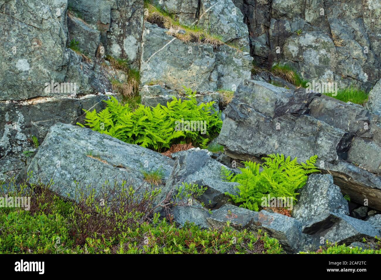 Colonies de roches et de fougères, Fogo, Terre-Neuve-et-Labrador, T.-N.-L., Canada Banque D'Images