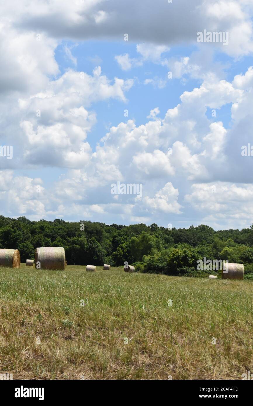 Bottes de foin dans un champ Banque D'Images