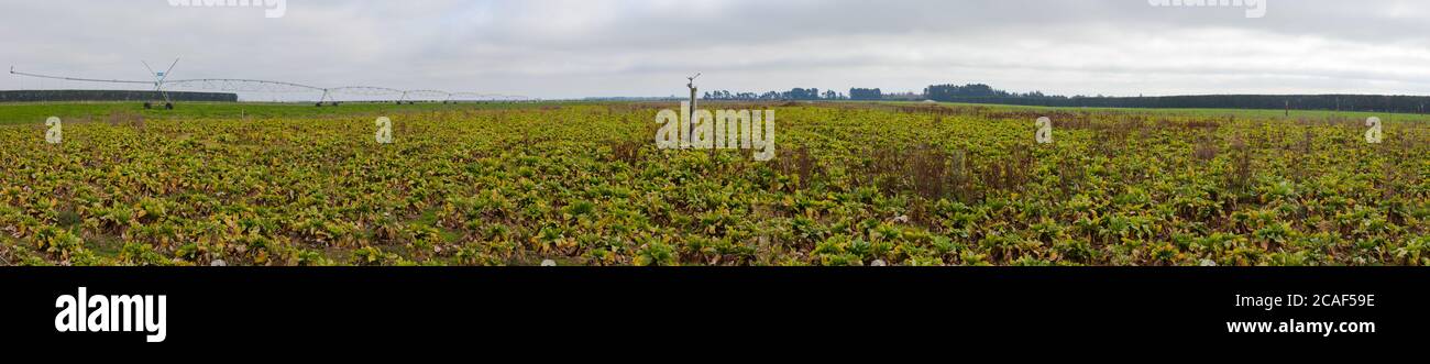 Scènes de campagne de la Nouvelle-Zélande: Infrastructure d'irrigation. Arrosage par arroseur. Banque D'Images