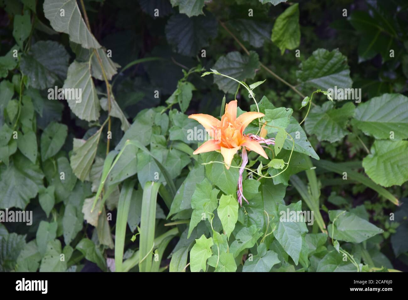 Belle photo d'une plante appelée Magnolia Champaca ou Champak Banque D'Images