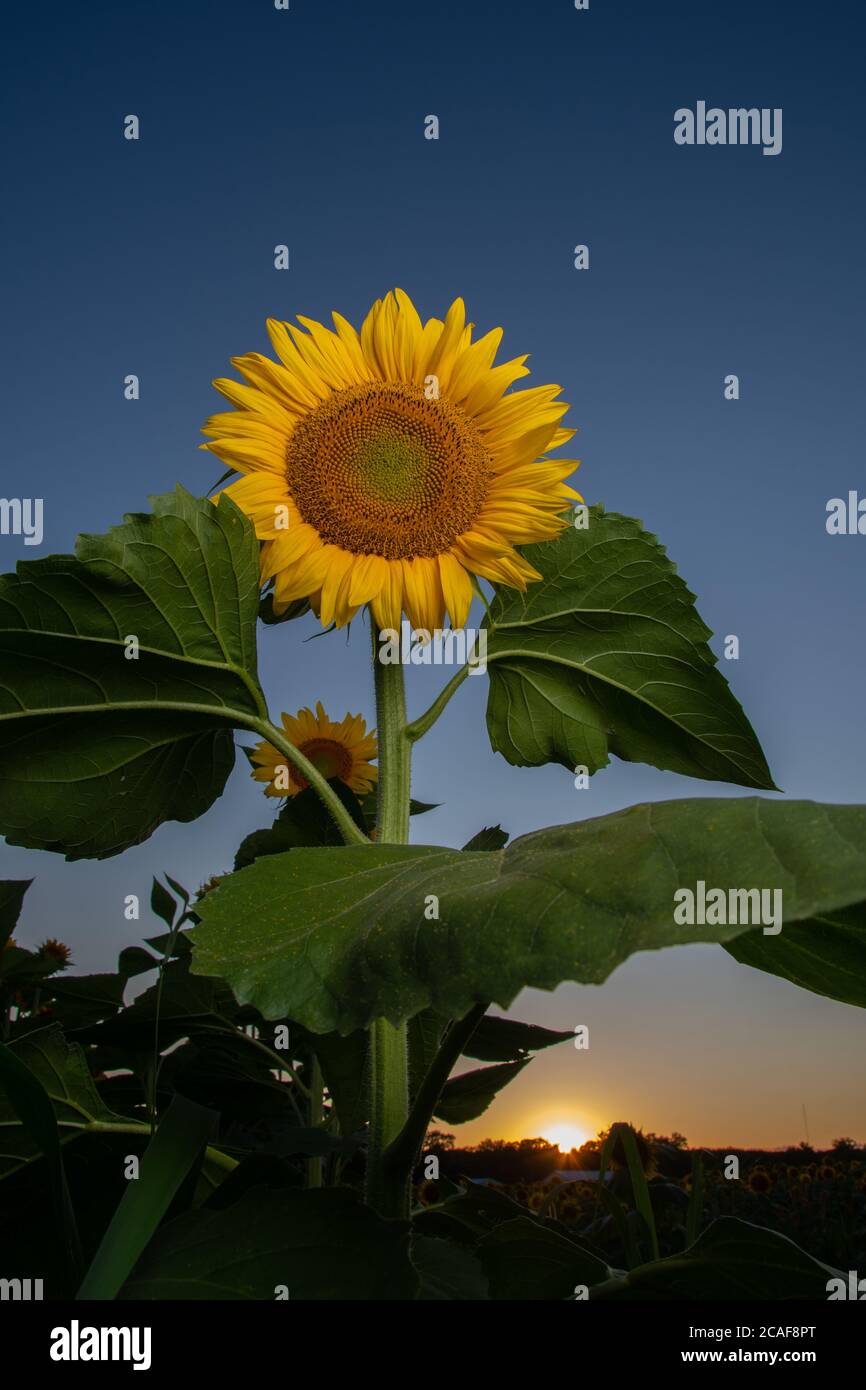 Tournesol dans un champ de ferme au coucher du soleil en été dans le Midwest rural des États-Unis. Banque D'Images