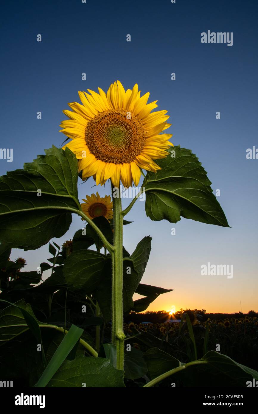 Tournesol dans un champ de ferme au coucher du soleil en été dans le Midwest rural des États-Unis. Banque D'Images