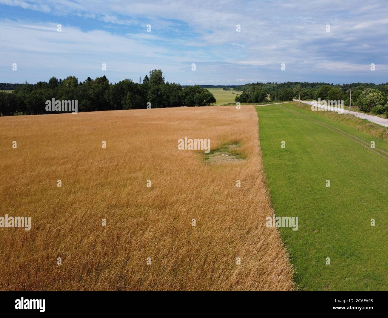 Golden Hay Field en paysage agricole vert Banque D'Images