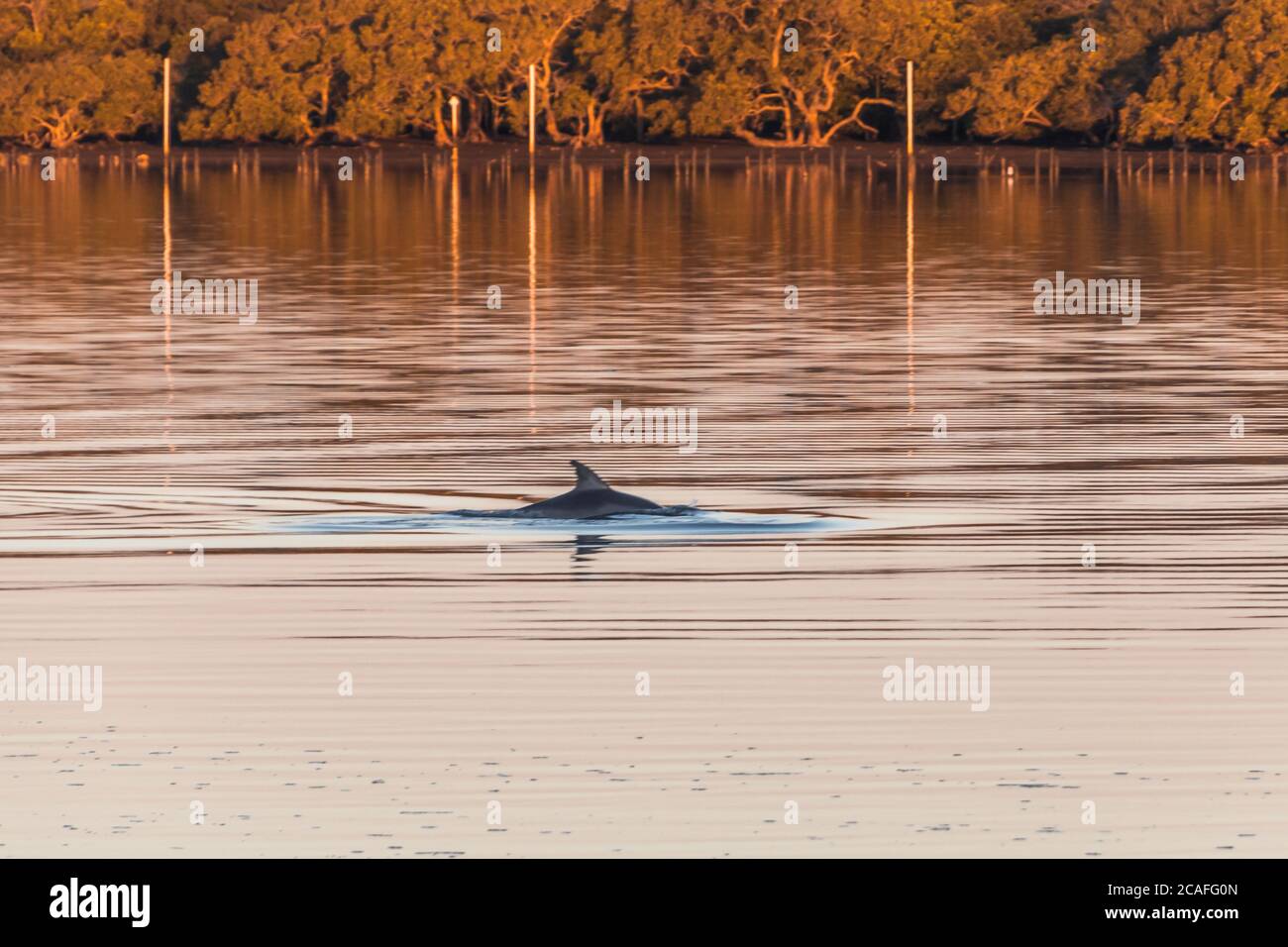 Coucher de soleil sur le paysage aquatique et nage avec des dophins à Tilligerry Creek, au passage Lemon Tree de Port Stephens, Nouvelle-Galles du Sud, Australie. Banque D'Images