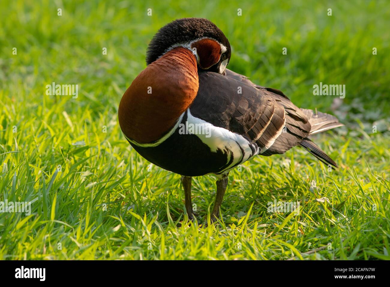 Bernache à poitrine rouge (Branta ruficollis). Posture du corps tout en prêtant le plumage scapulaire, en s'équilibrant avec les deux pieds sur la surface du sol de l'herbe. Tôt Banque D'Images