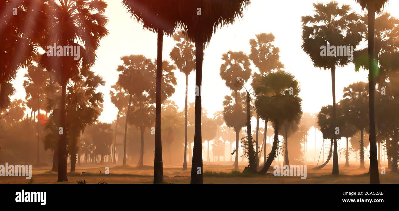 Paysage des champs de palmeraie de Palmyra dans la brume matinale. Banque D'Images