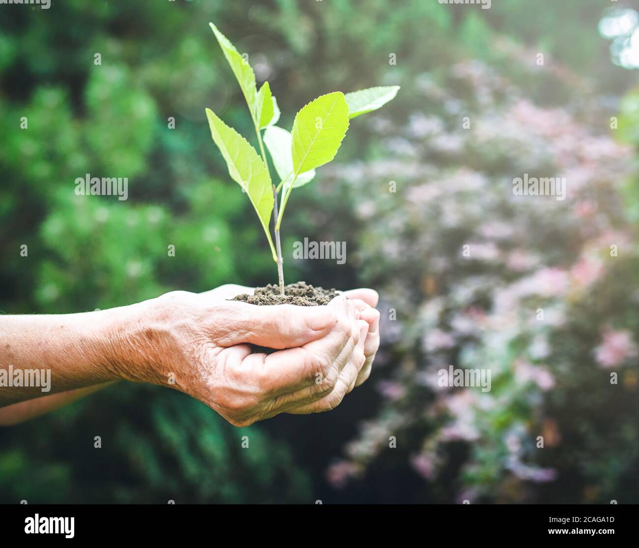 Vieilles mains ridées tenant une jeune plante verte et une poignée terreuse à la lumière du soleil, fond vert flou. Les mains de femmes âgées plantent le semis Banque D'Images