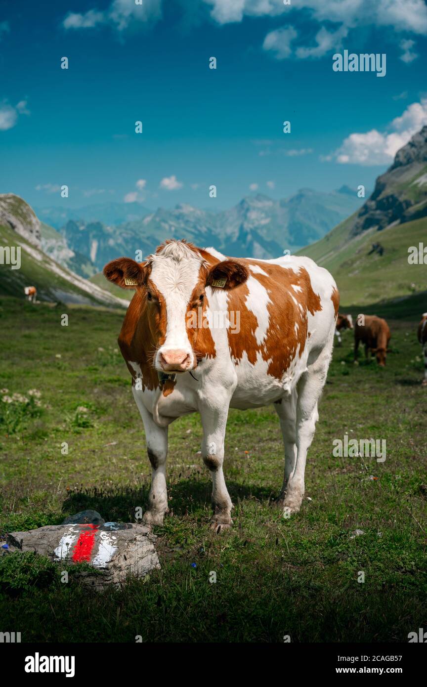 Une vache Simmental suisse à Soustal, Berner Oberland Banque D'Images