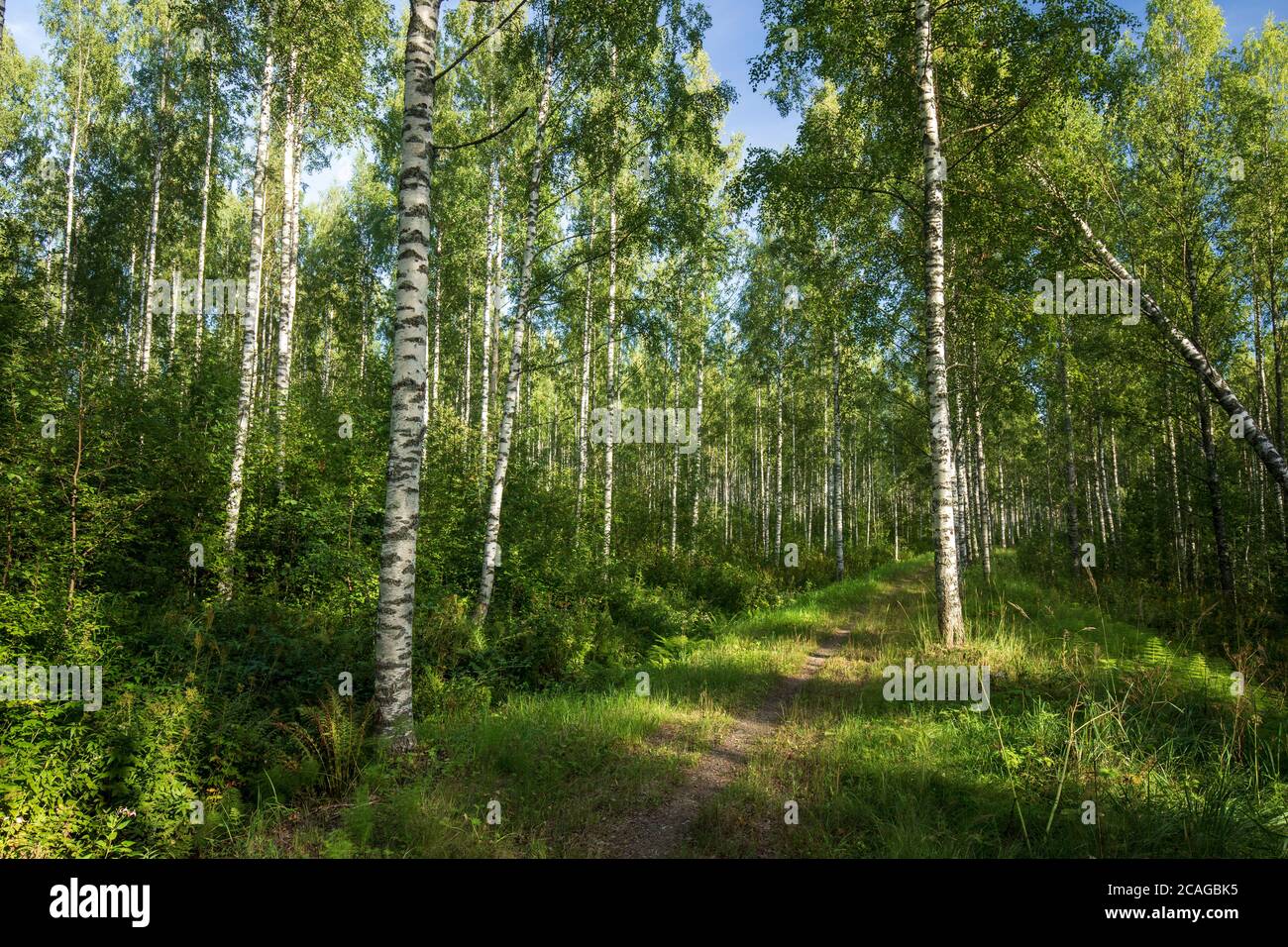 Sentier vide à travers la forêt dense de bouleau d'Europe ( betula ) à été , Finlande Banque D'Images
