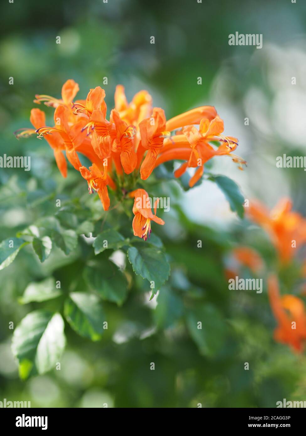 Pyrostegia venusta, Bignoniaceae, trompette d'orange, fleur de flamme, fleur  d'orange de vigne en forme de craqueur de feu de fleur jardin sur fond de  la nature en ga Photo Stock - Alamy