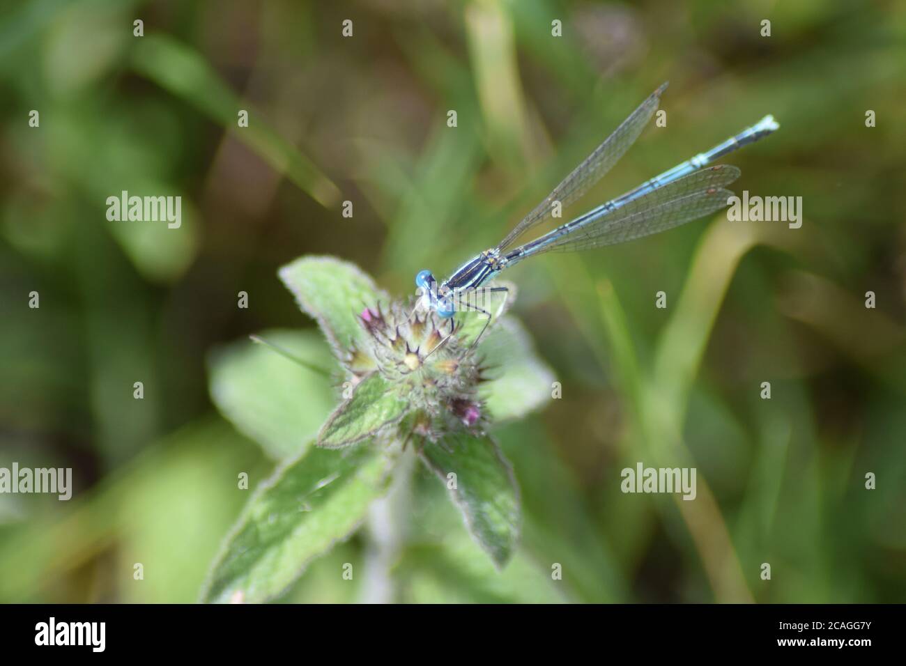 bleu-bleu-damselfly Banque D'Images