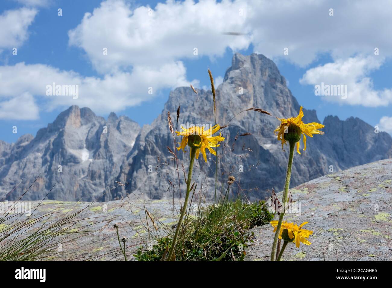 arnica touch dans les Alpes Banque D'Images