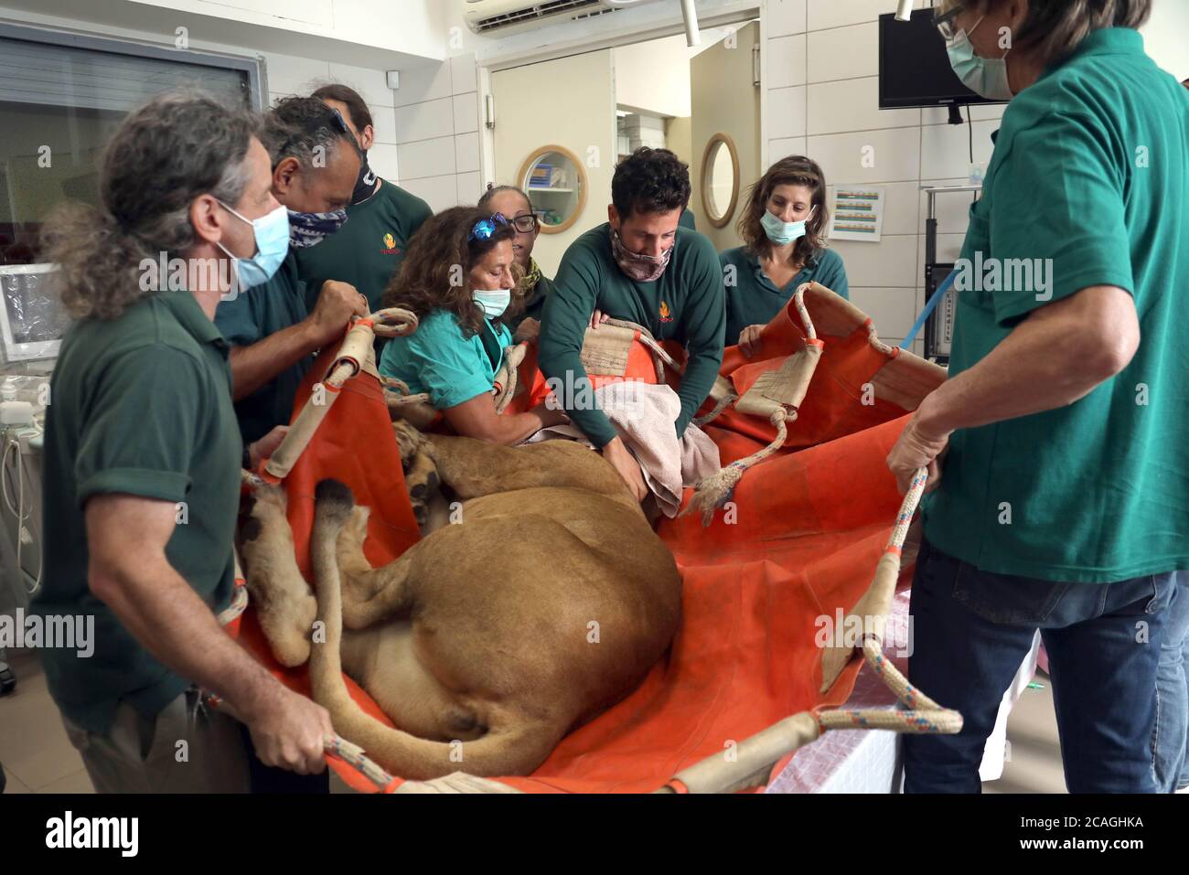 (200807) -- RAMAT GAN, le 7 août 2020 (Xinhua) -- les vétérinaires se préparent à effectuer une chirurgie pour une lionne de dix ans nommée Samboro pour enlever ses kystes ovariens au zoo de safari de Ramat Gan, dans la ville israélienne centrale de Ramat Gan, le 6 août 2020. (Gideon Markowicz/JINI via Xinhua) Banque D'Images