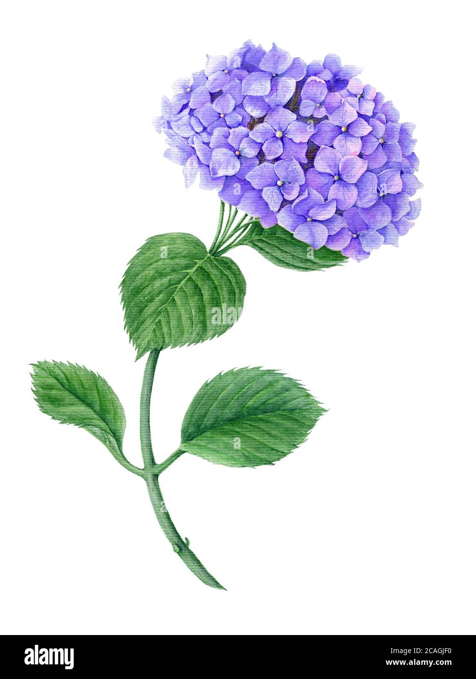 Illustration botanique violette d'Hydrangea aquarelle Banque D'Images