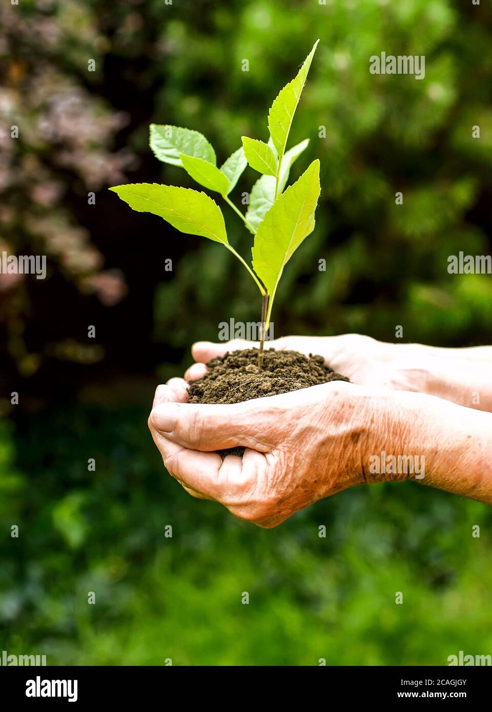 Vieilles mains ridées tenant une jeune plante verte et une poignée terreuse à la lumière du soleil, fond vert flou. Les mains de femmes âgées plantent le semis Banque D'Images