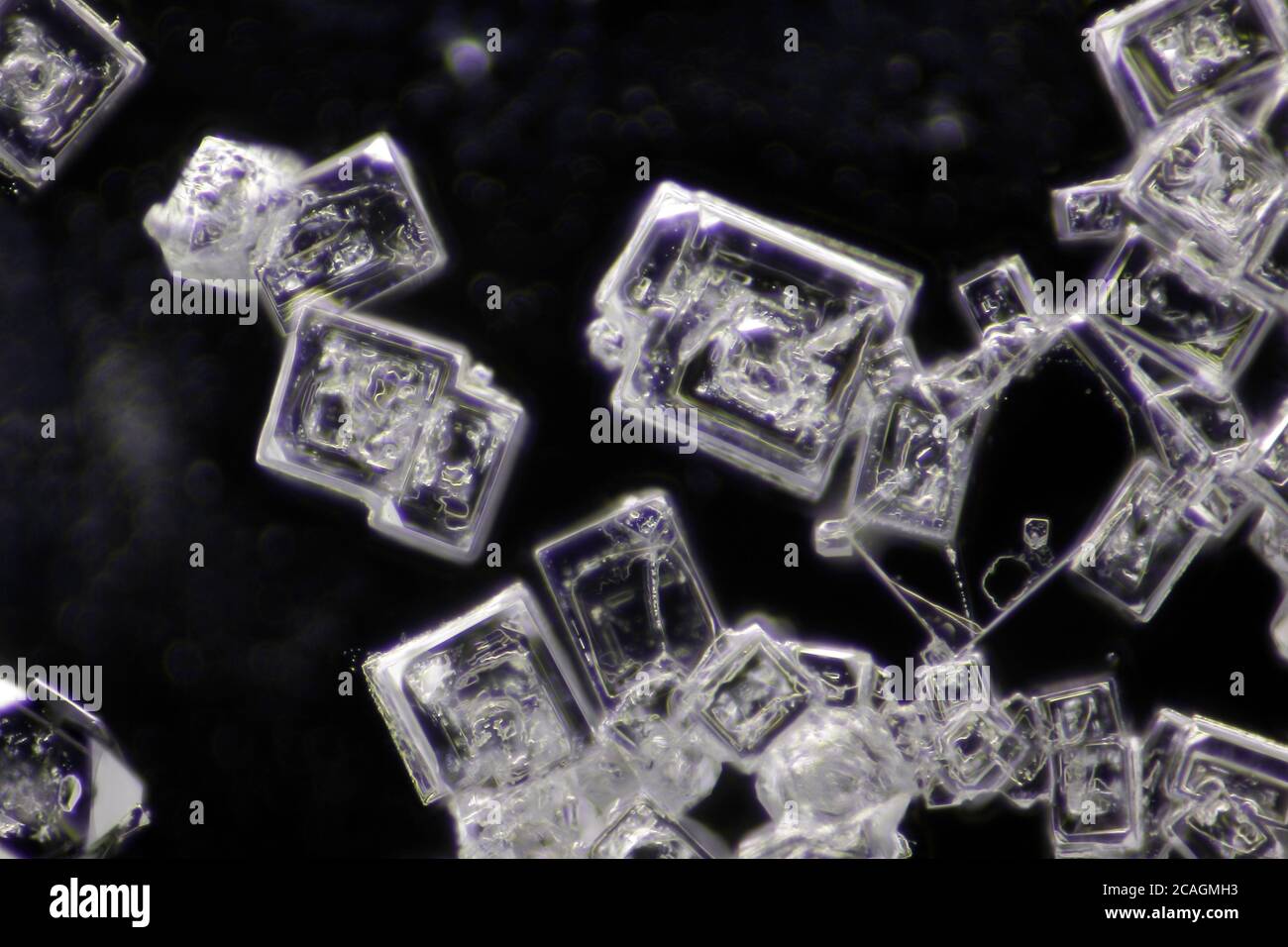 Vue microscopique des cristaux de chlorure de sodium. Éclairage de fond noir. Banque D'Images