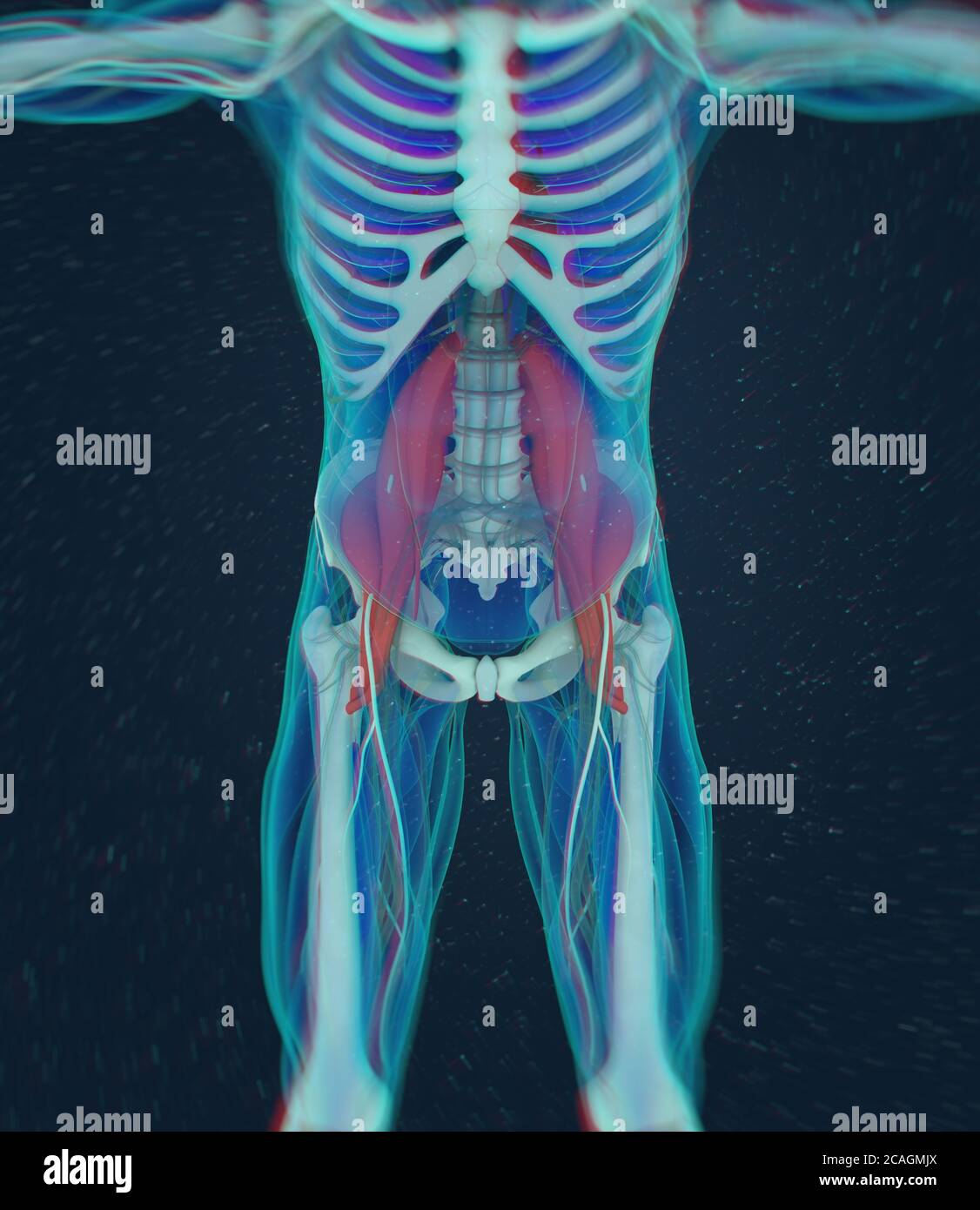 Illustration anatomique médicale du muscle psoas. illustration 3d Banque D'Images