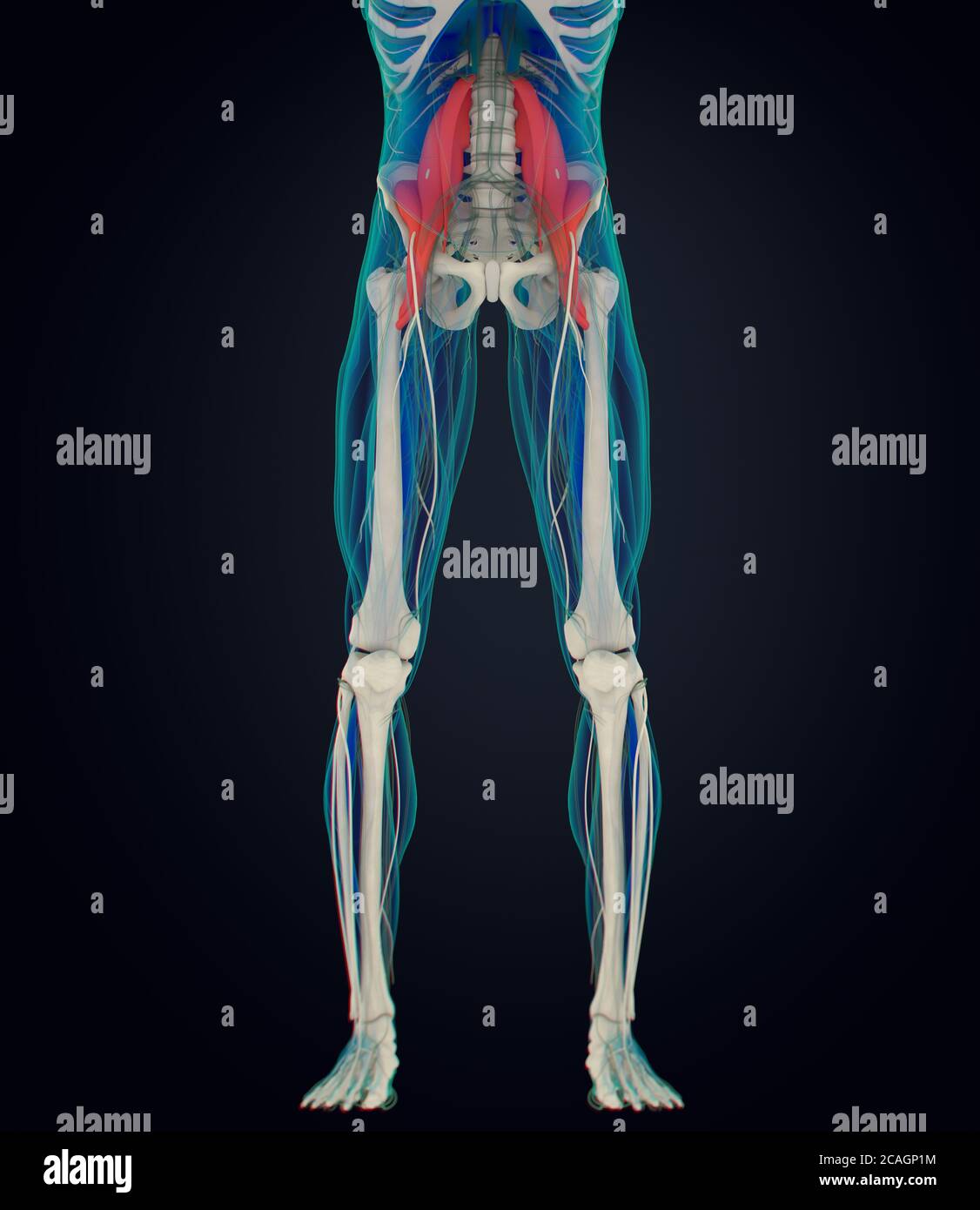 Illustration anatomique médicale du muscle psoas. illustration 3d Banque D'Images