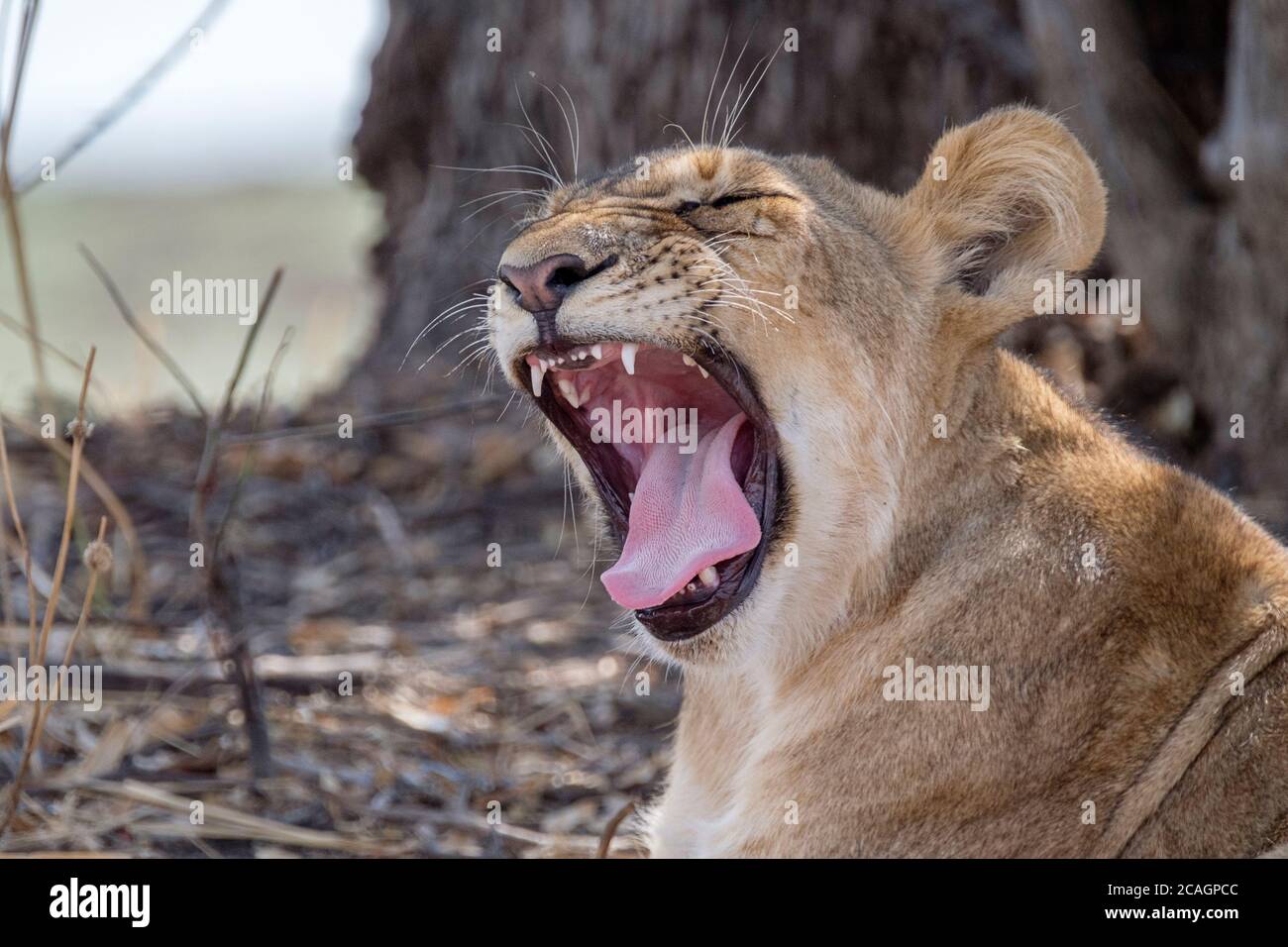 Lion cub, Panthera leo, gros plan présentant des dents dangereuses avec la bouche large ouverte montrant les dents et la langue. Parc national de Luangwa Sud, Zambie, Afrique. Banque D'Images