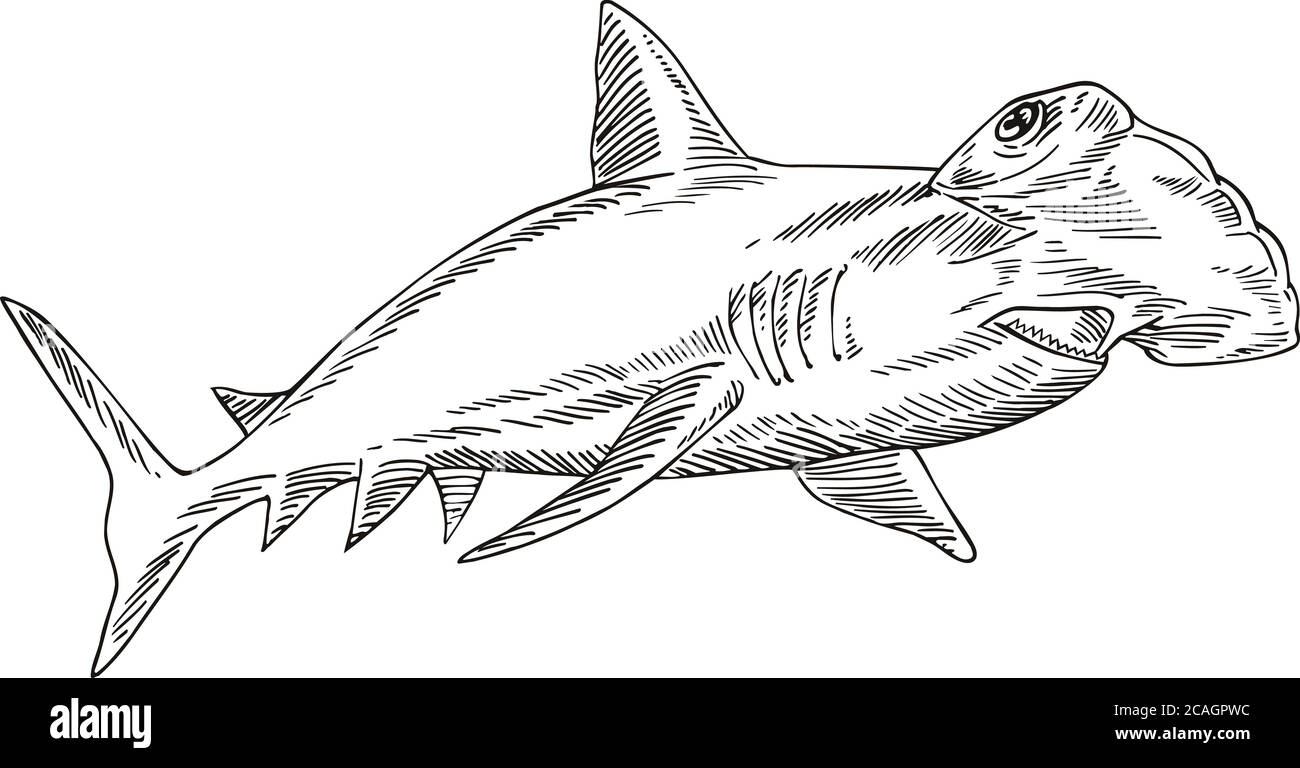 Style de gravure illustration d'un grand requin-marteau Sphyrna mokarran, la plus grande espèce de requin-marteau de la famille des Sphyrnidae fait sur le scracerbo Illustration de Vecteur