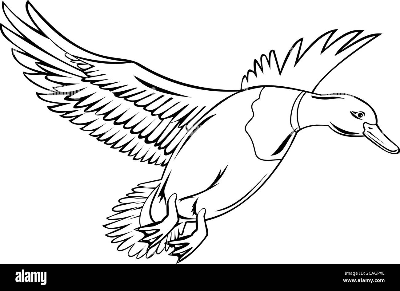 Illustration de style rétro d'un pallard d'oiseau mâle drake, un canard de la sous-famille Anatidae de la famille Anatidae, volant sur isola Illustration de Vecteur
