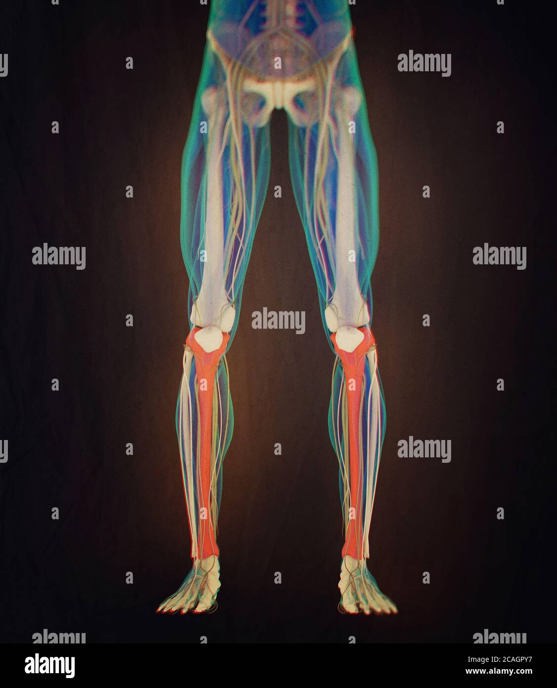 Os de tibia, anatomie humaine. Illustration 3D. Banque D'Images