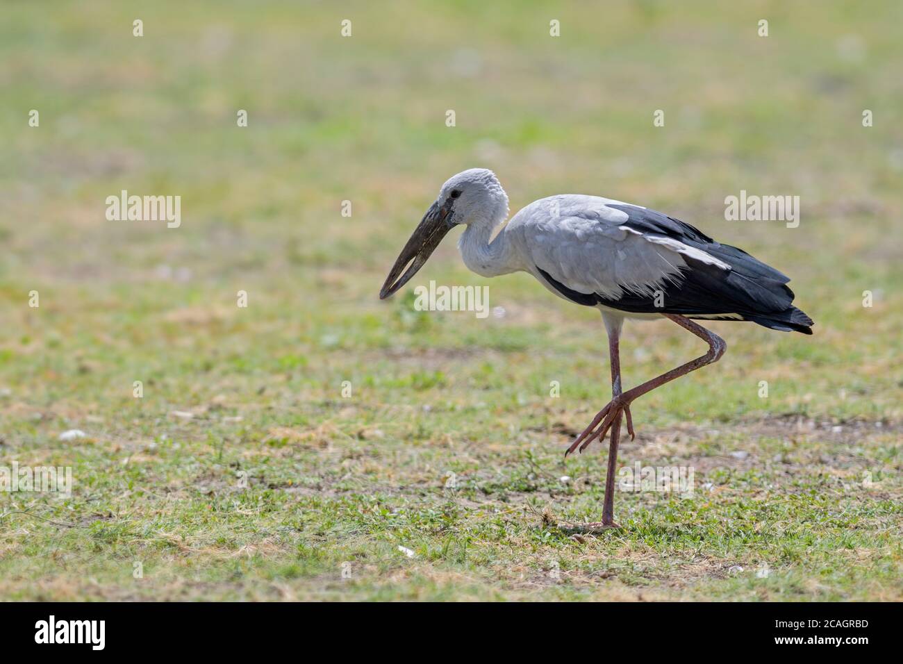 Asian Openbill Stork - Anastomus oscitans, beau grand oiseau des eaux fraîches asiatiques, Sri Lanka. Banque D'Images