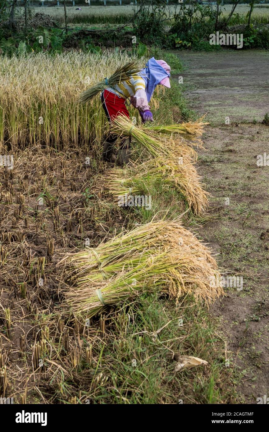 Sélecteur de riz, Province du Yunnan, Chine, Asie, Asiatique, l'Asie orientale, Extrême-Orient Banque D'Images