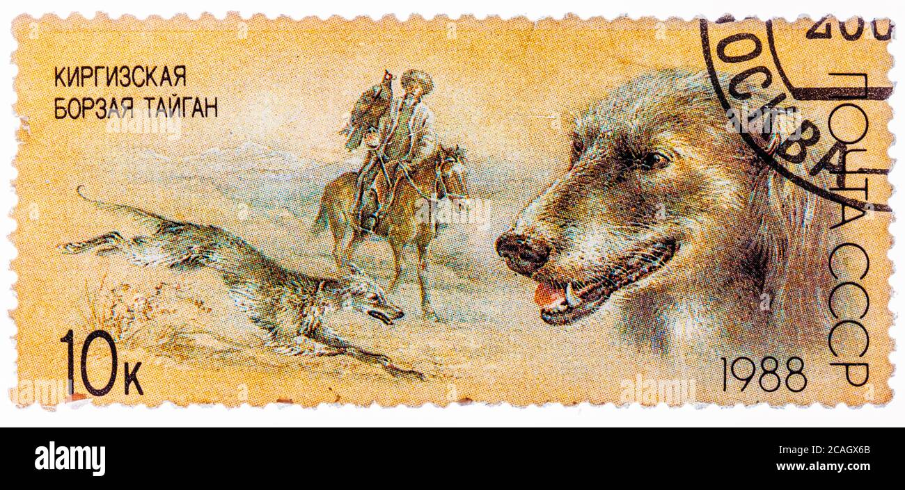 Timbre imprimé en URSS, montre Kirghiz greyhound, fauconnerie, série chiens de chasse Banque D'Images